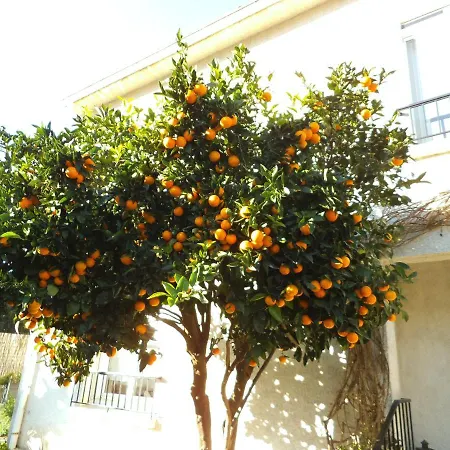 Au Bougainvillier *